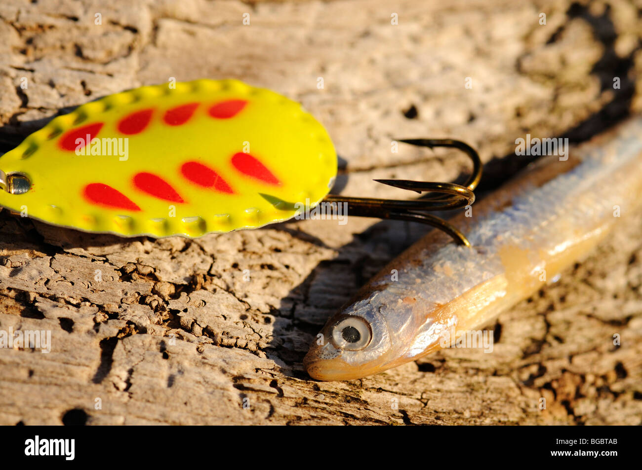 Bait fish hi-res stock photography and images - Alamy