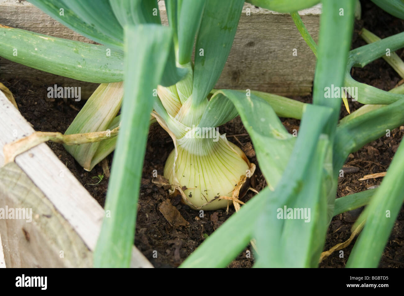 Close up of an onion bulb growing in a raised bed on an allotment plot