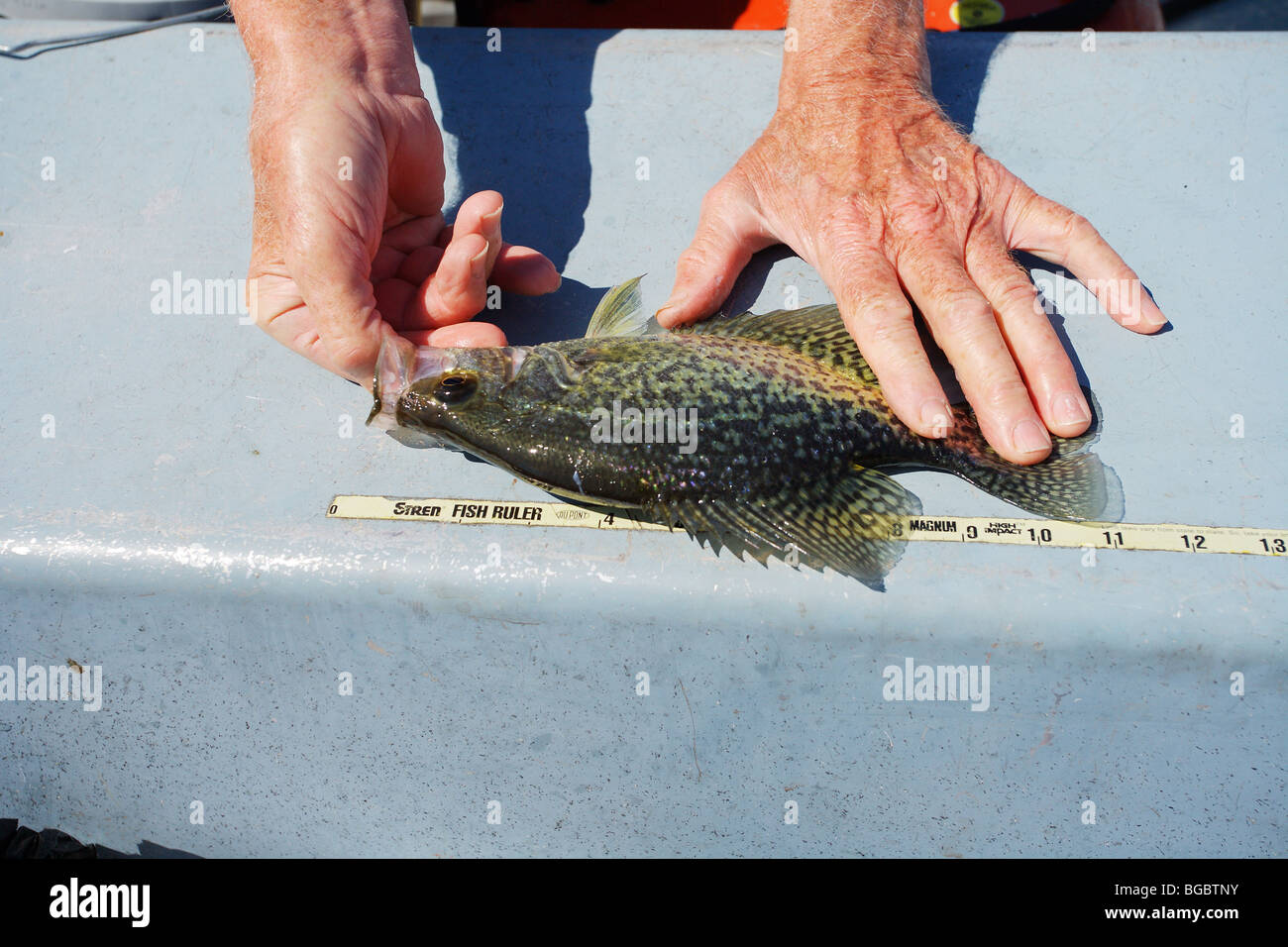 White crappie hi-res stock photography and images - Alamy