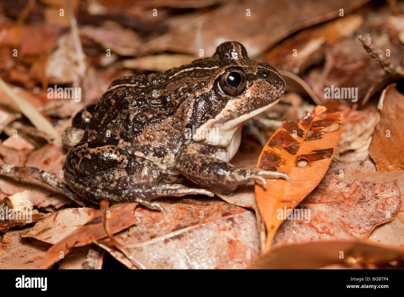 Western Banjo Frog, or Pobblebonk, Limnodynastes dorsalis, Walpole, Western Australia Stock Photo