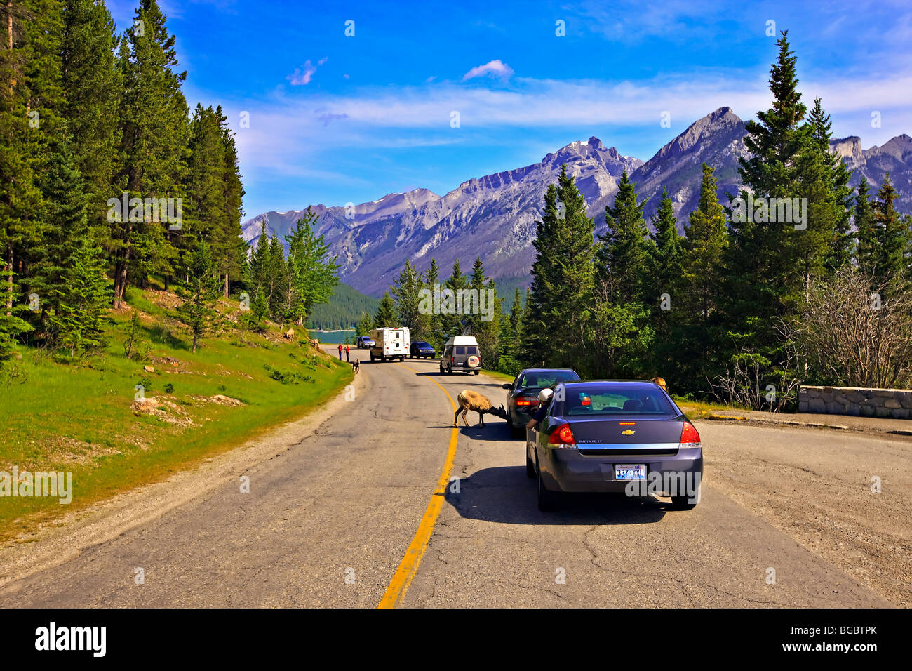 Traffic jam along the Lake Minnewanka Loop road as visitors stop to look at Bighorn Sheep in Banff National Park, Alberta, Canad Stock Photo