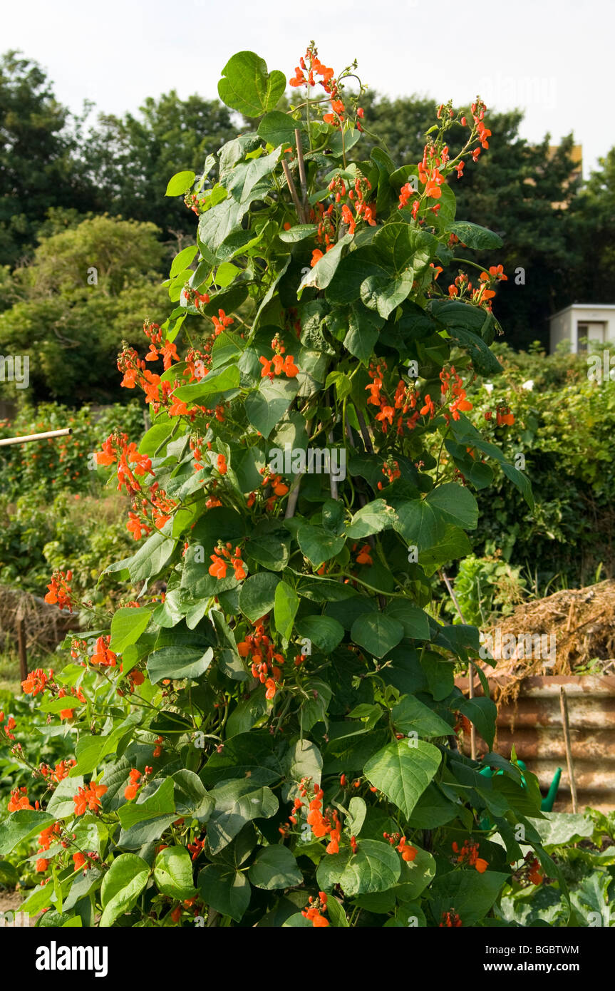Runner beans plants growing up a wigwam of bamboo canes showing the red flowers and young beans Stock Photo