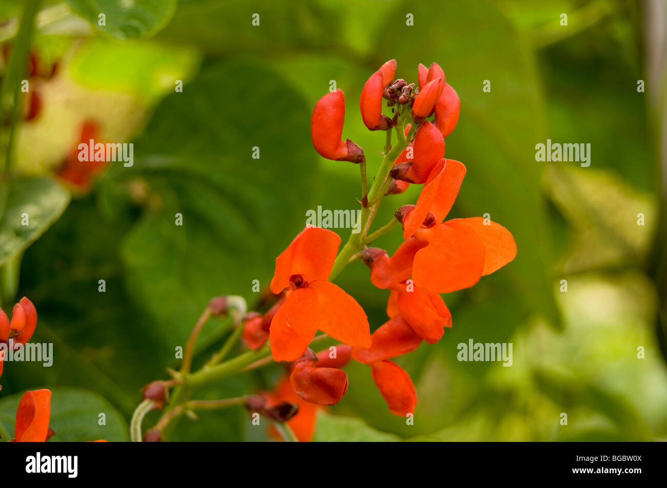 Close up of red runner bean flowers growing on an allotment plot Stock Photo