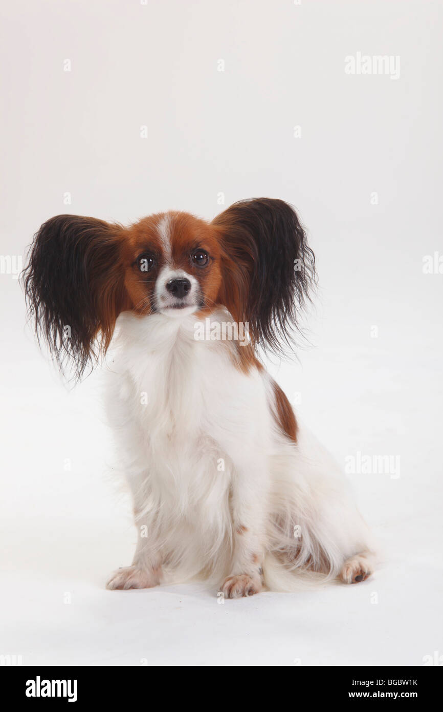 Papillon / Continental Toy Spaniel, Butterfly Dog Stock Photo