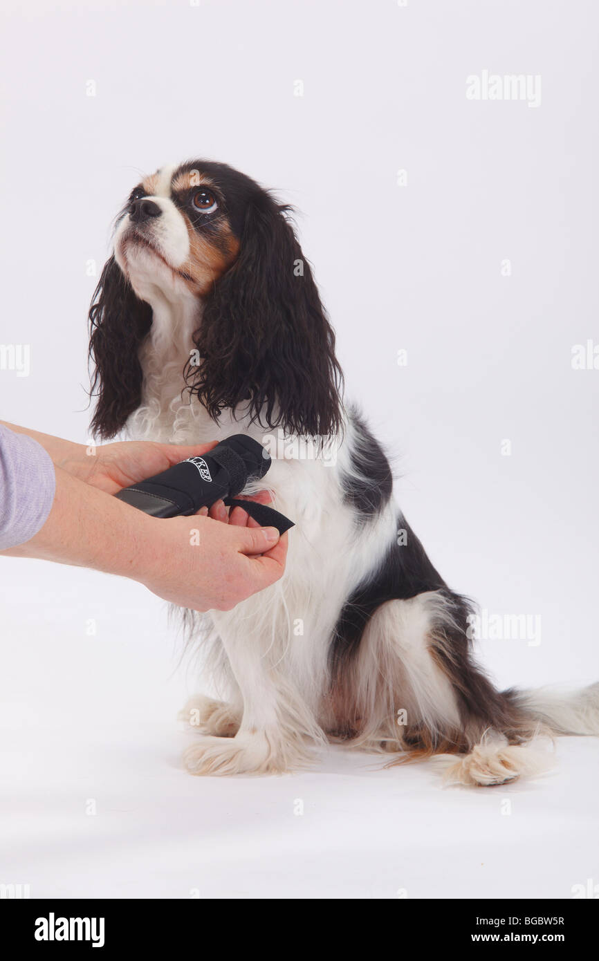 Cavalier King Charles Spaniel, bitch, tricolour, with protecting boot