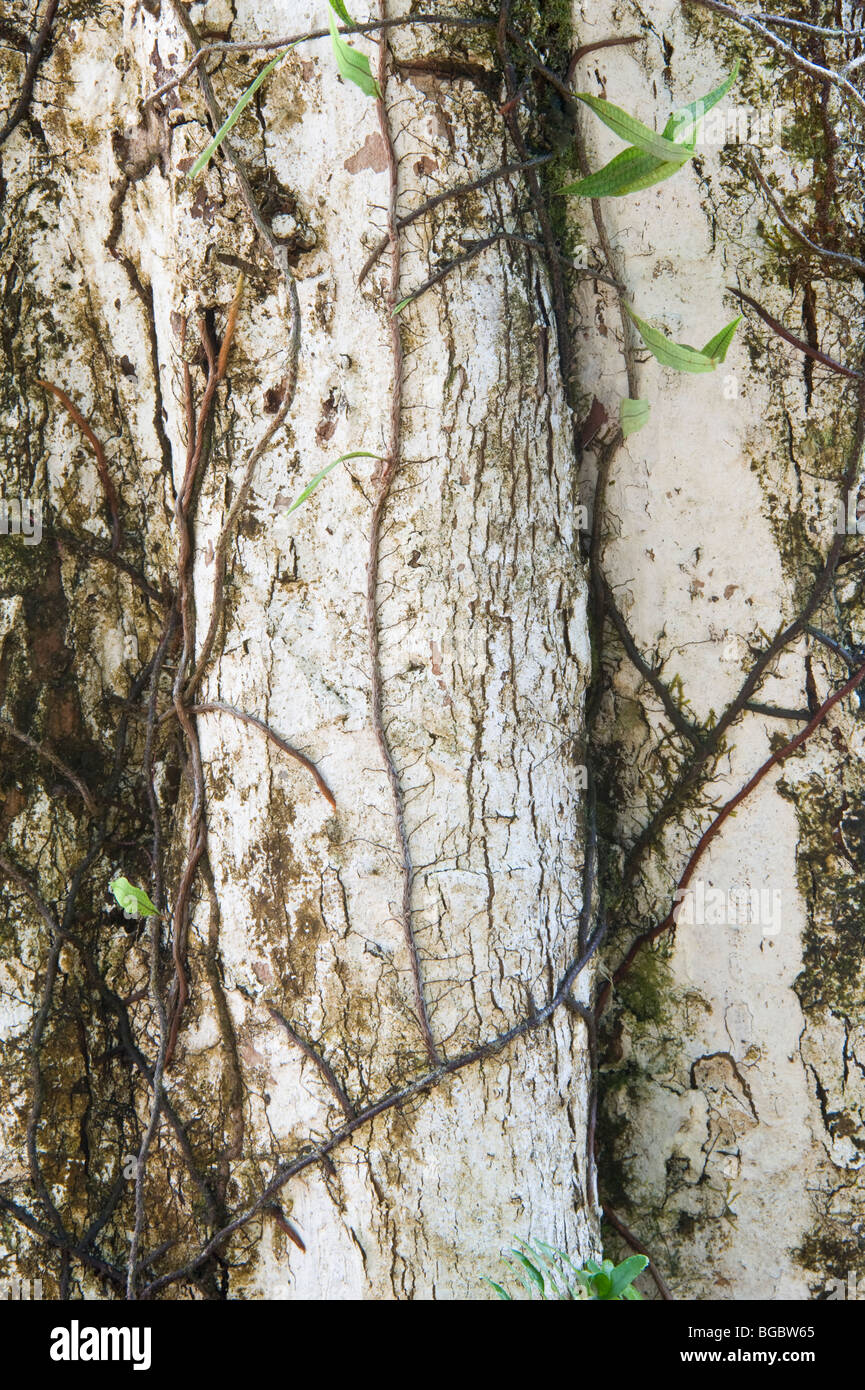 ? malacaw cashew family tree Kaieteur National Park Guiana Shield Guyana South America October