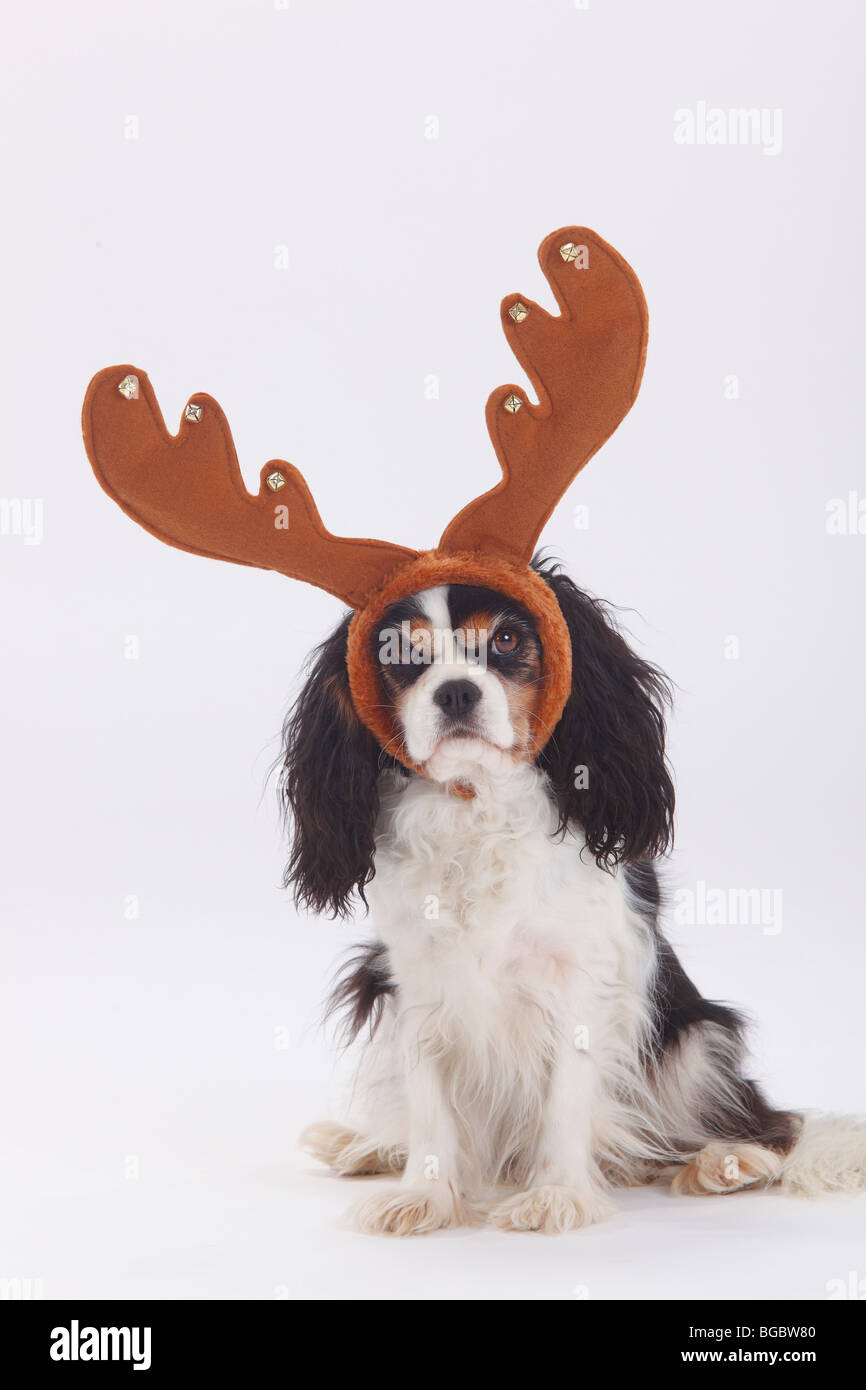 Cavalier King Charles Spaniel, tricolour / antlers Stock Photo