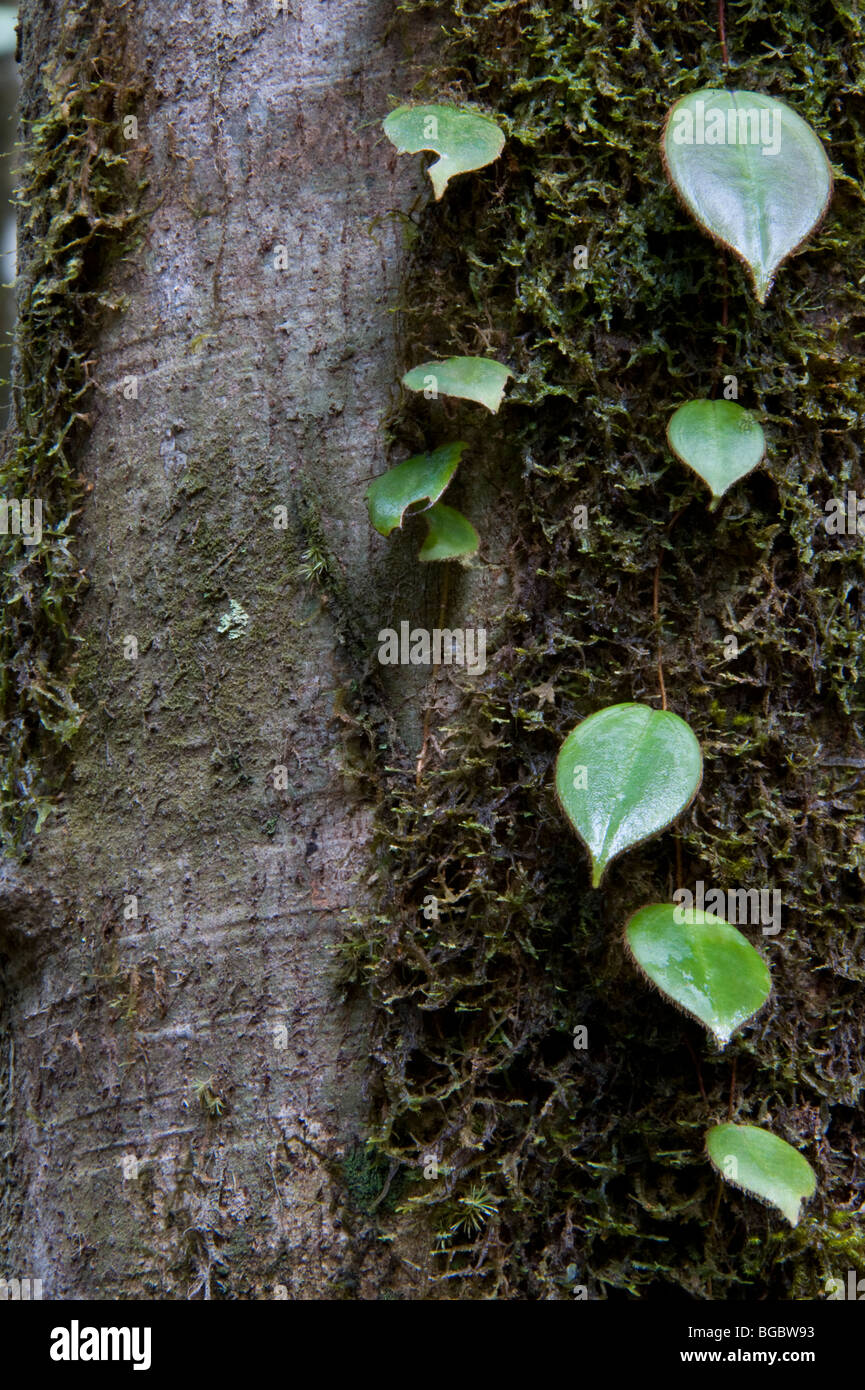 Common Baramalli (Cotostemma commune) bark close-up Kaieteur National ...