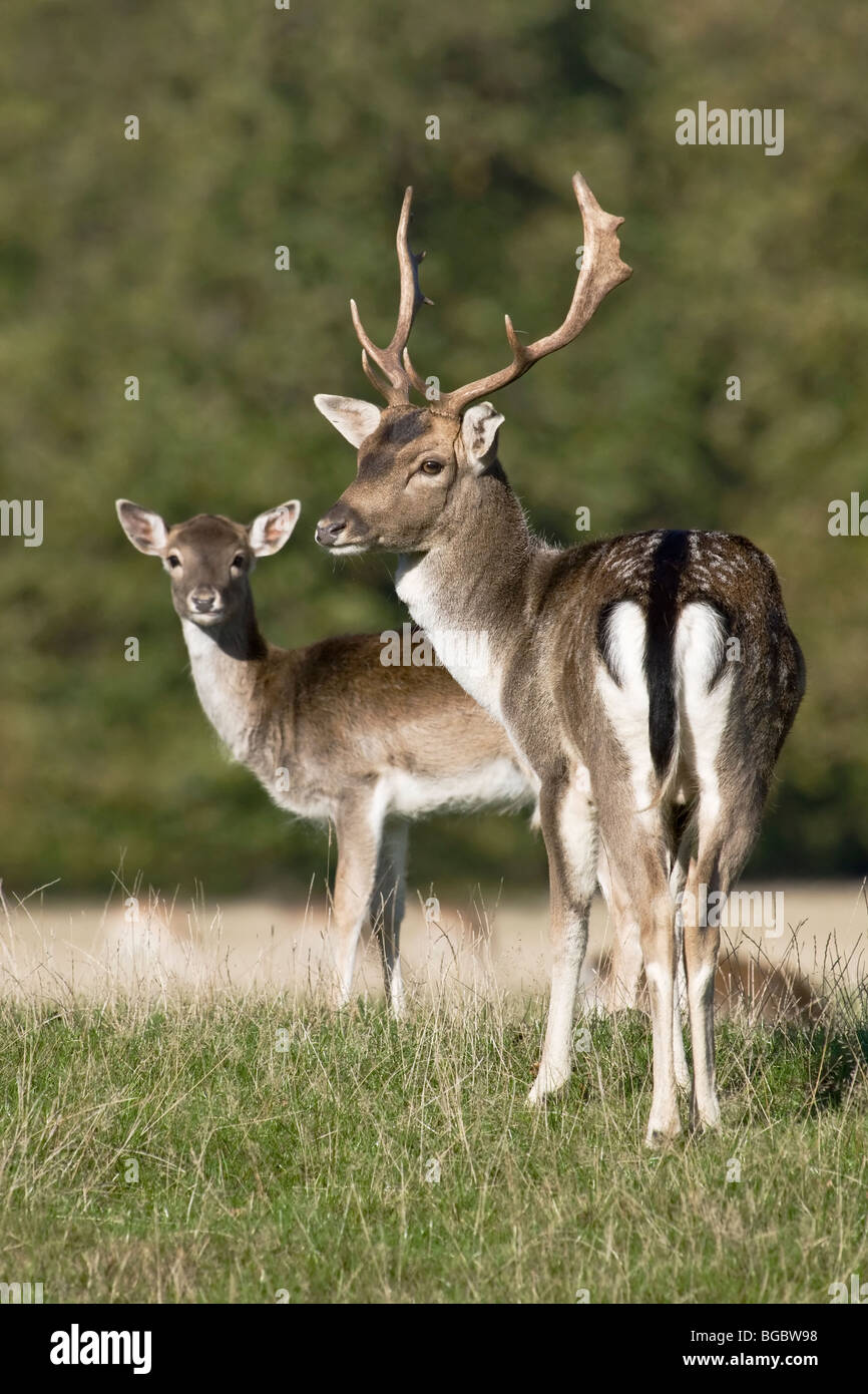 A young Fallow Deer Stag with a young doe Stock Photo Alamy