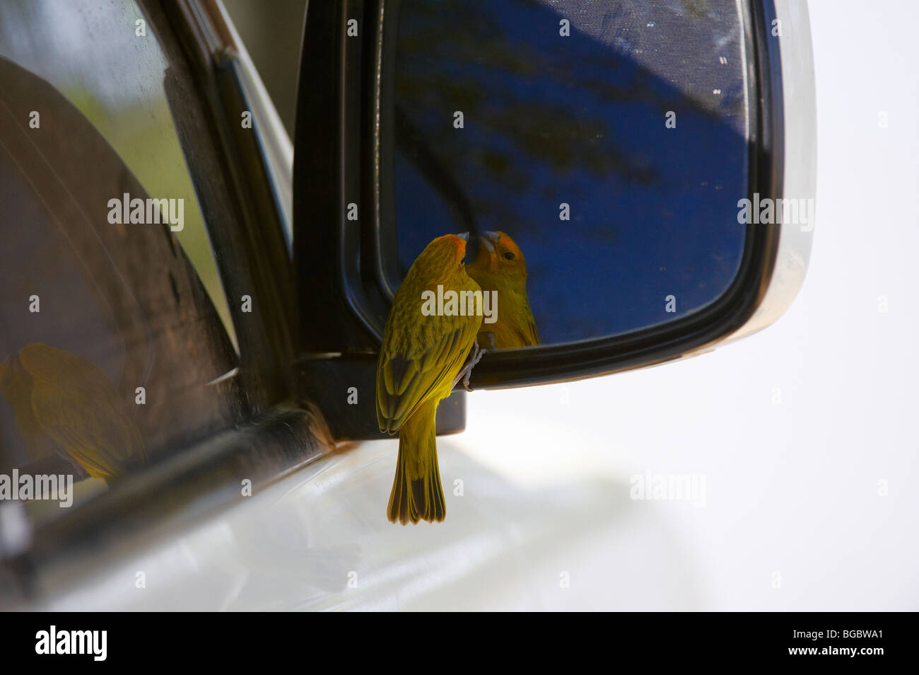 Saffron Finch at a mirror, Sicalis flaveola, PANTANAL, MATO GROSSO, Brasil, South America Stock Photo