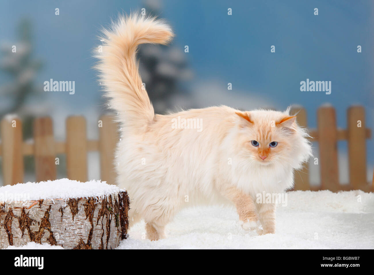 red point siberian cat