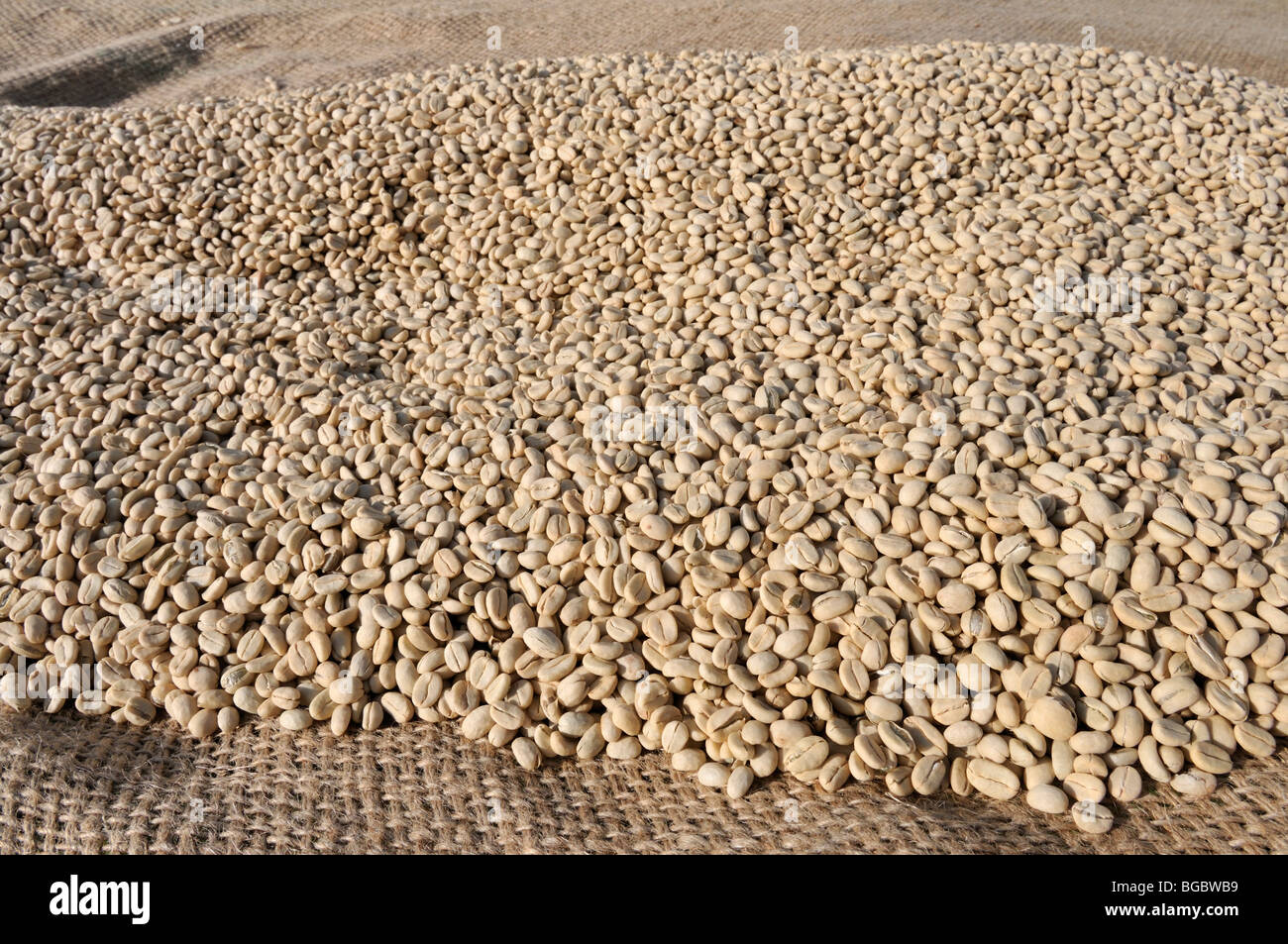 Sundried coffee beans, Jimma, Kaffa Region, Oromiya, Ethiopia, Africa Stock Photo