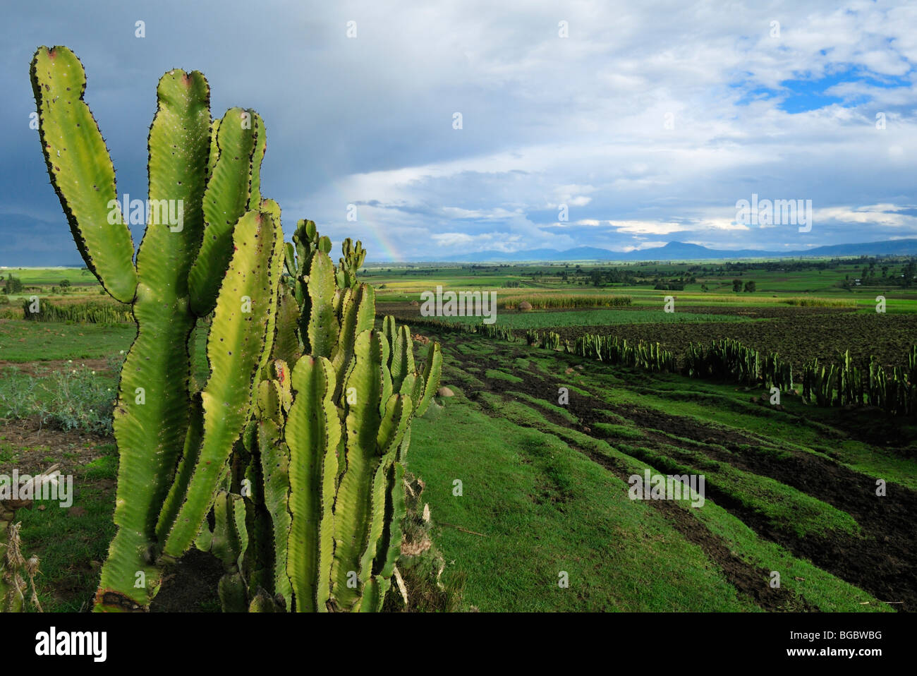 Living fence of Euphorbia, Bale Mountains highlands near Goba, Oromia, Ethiopia, Africa Stock Photo