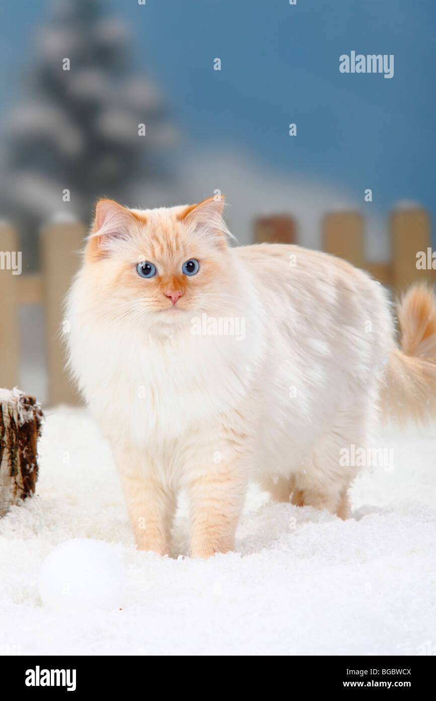 red point siberian cat