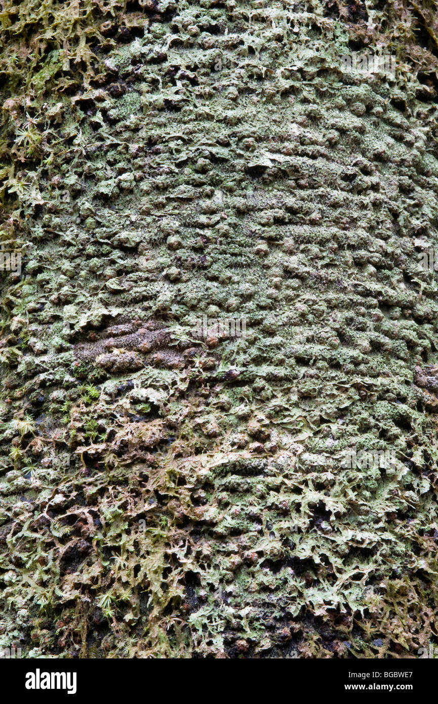 Sapodilla (Manilkara achras) close-up bark Kaieteur National Park Guiana Shield Guyana South America October Stock Photo