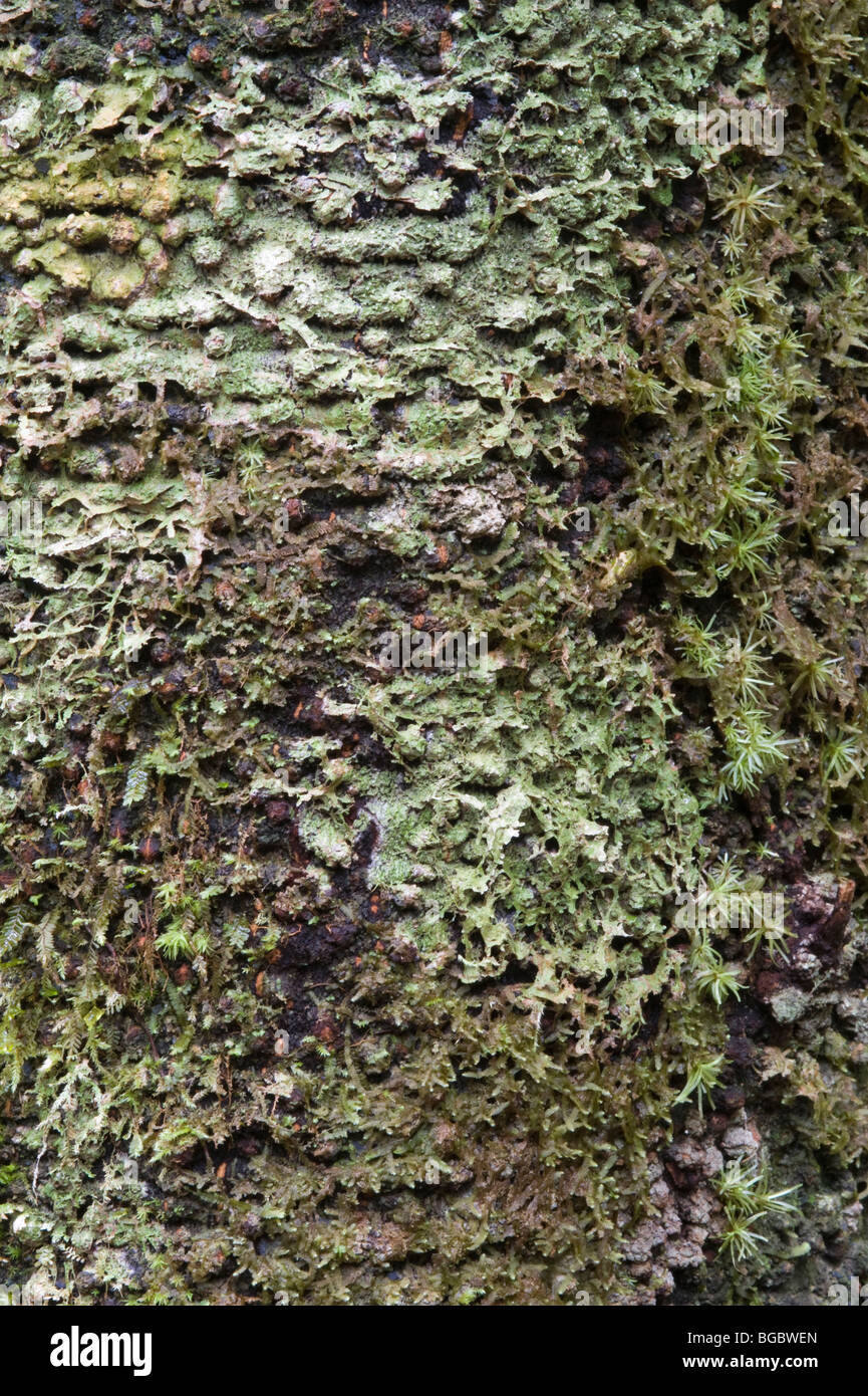 Sapodilla (Manilkara achras) bark close-up Kaieteur National Park Guiana Shield Guyana South America October Stock Photo