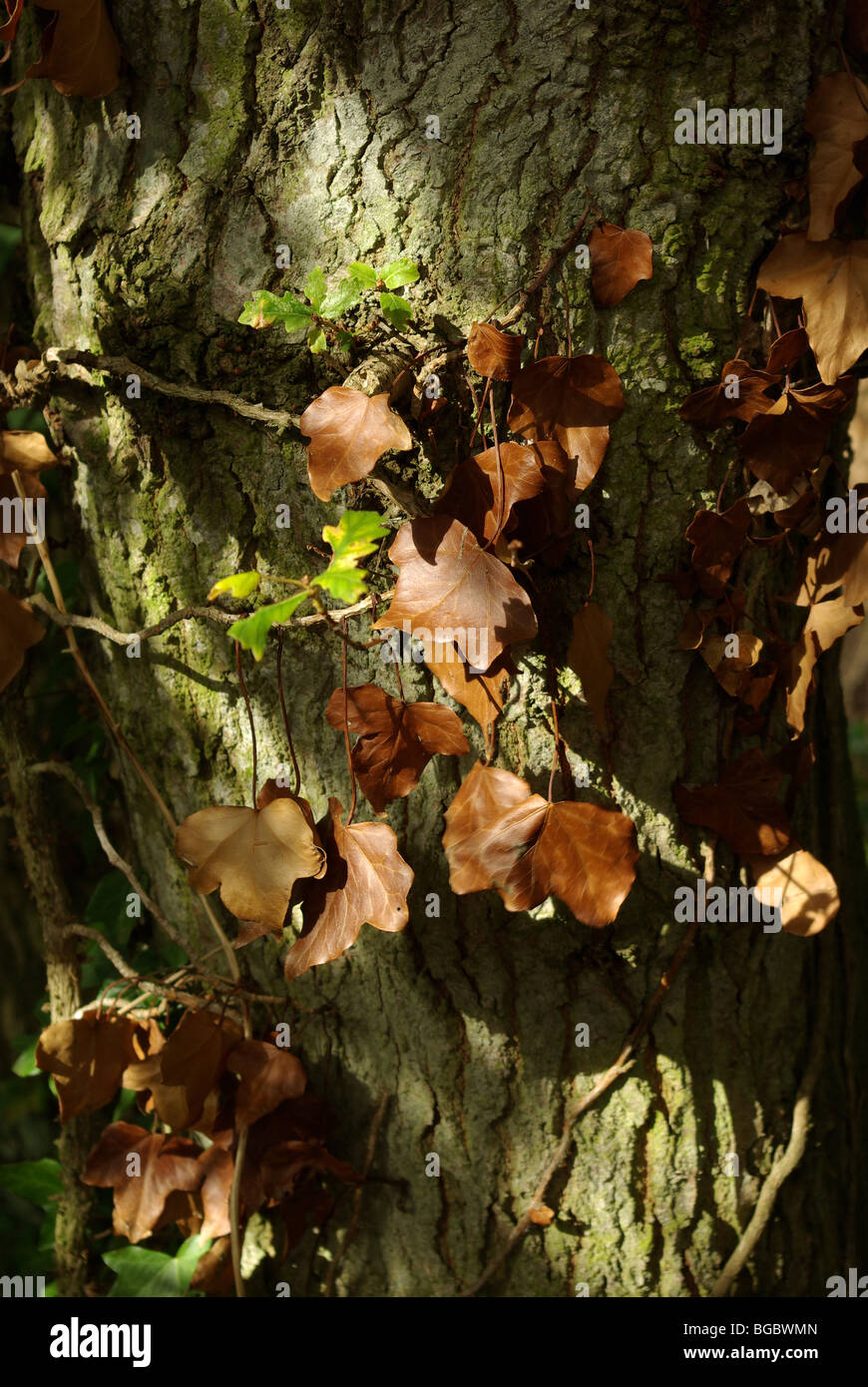 Plants around tree trunk hires stock photography and images Alamy