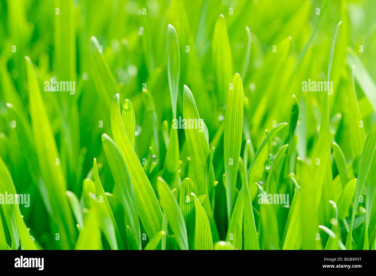Young wheat grass (Triticum) Stock Photo