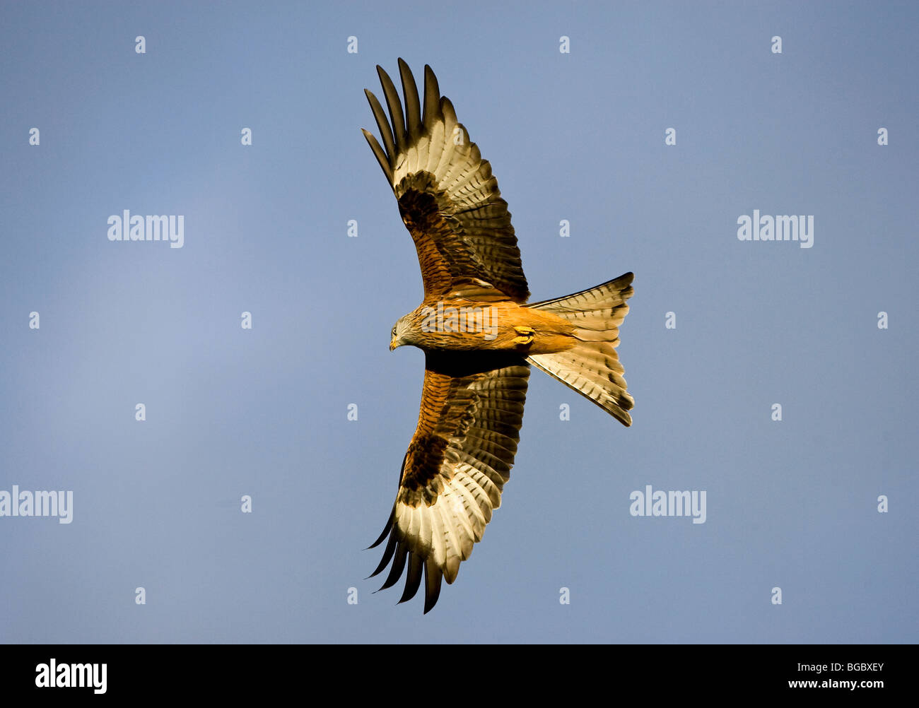 Red Kite in full flight over Gigrin Farm, Rhayader, Wales. Stock Photo