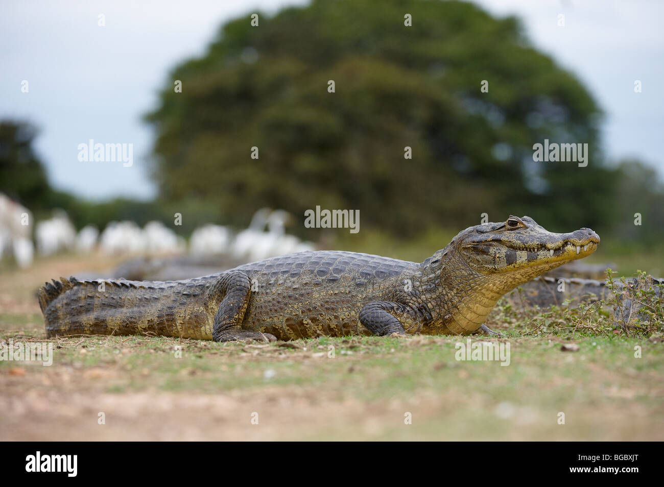 yacare caiman, Pantanal, MATO GROSSO, Brasil, South America Stock Photo