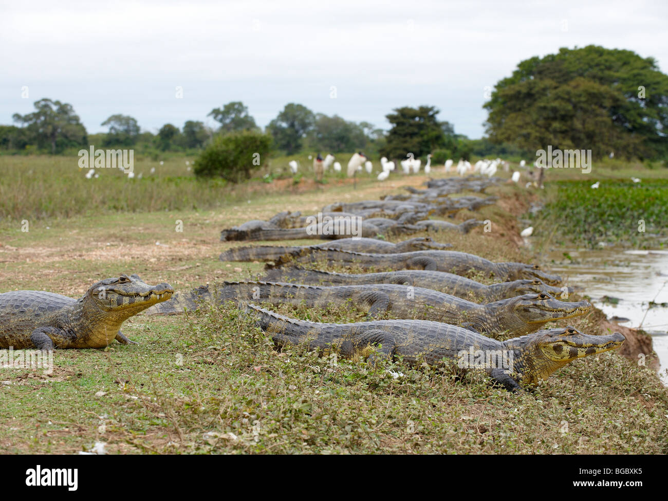huge group of yacare caimans, Pantanal, MATO GROSSO, Brasil, South America Stock Photo