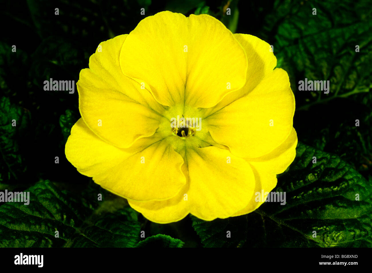 Garden Primrose (Primula acaulis-Hybrid, Primula vulgaris-Hybrid), yellow flower. Stock Photo
