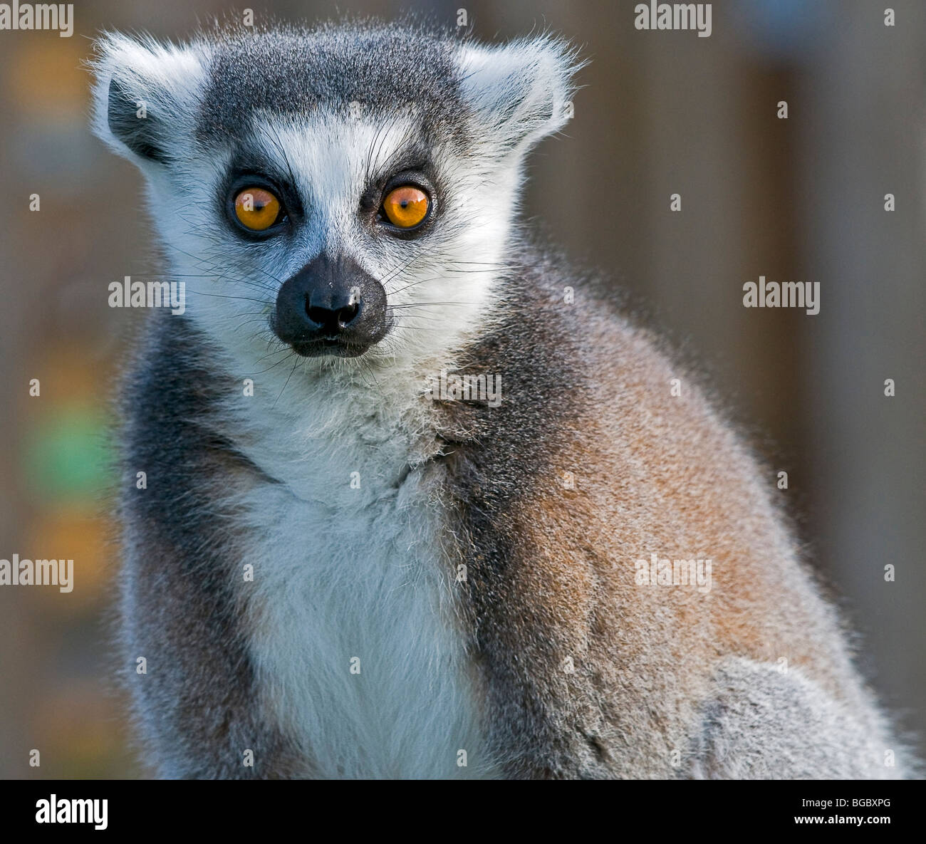 A ring tailed lemur staring at the camera Stock Photo