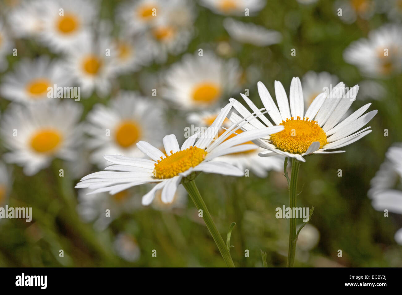 Two Shasta daisy heads against a background of daisies. Stock Photo