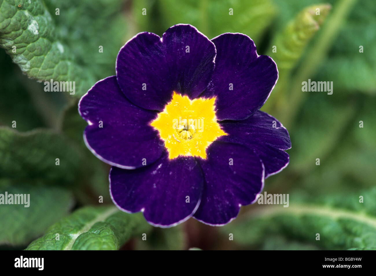 Garden Primrose (Primula acaulis-Hybrid, Primula vulgaris-Hybrid), blue flower. Stock Photo