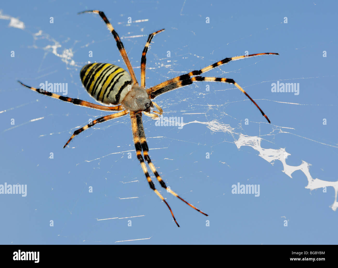 Black-and-Yellow Argiope, Black-and-Yellow Garden Spider (Argiope bruennichi), female in its net. Stock Photo