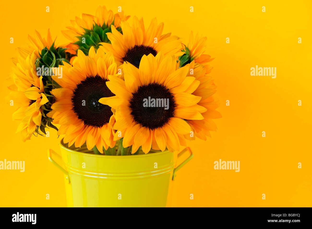 Bouquet of sunflowers in yellow metal vase Stock Photo - Alamy