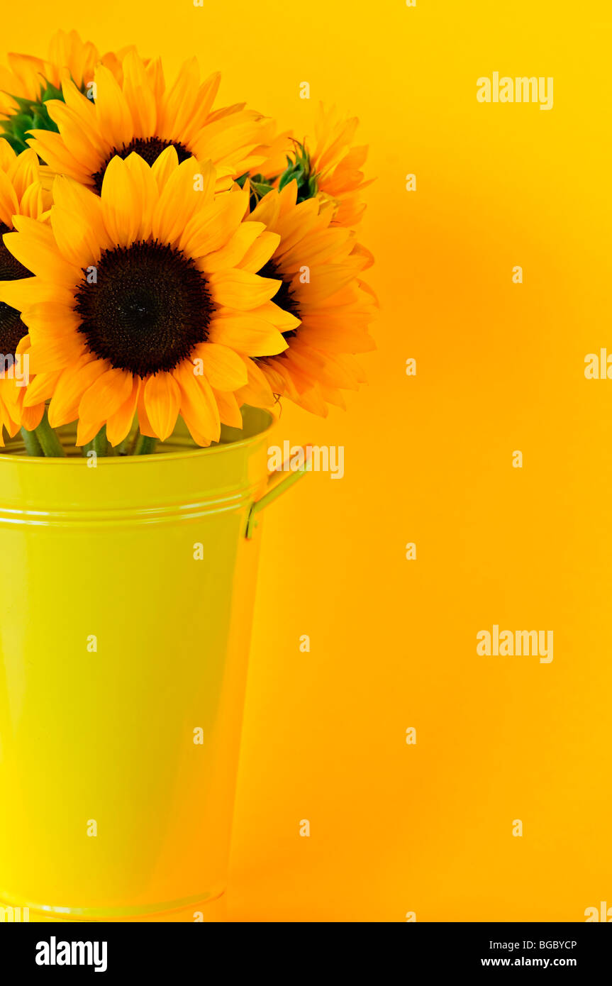 Bouquet of sunflowers in yellow metal vase Stock Photo - Alamy