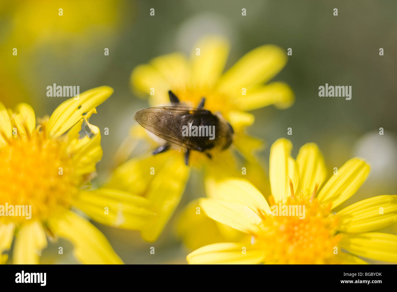 Bumble Bee on yellow flower head Stock Photo