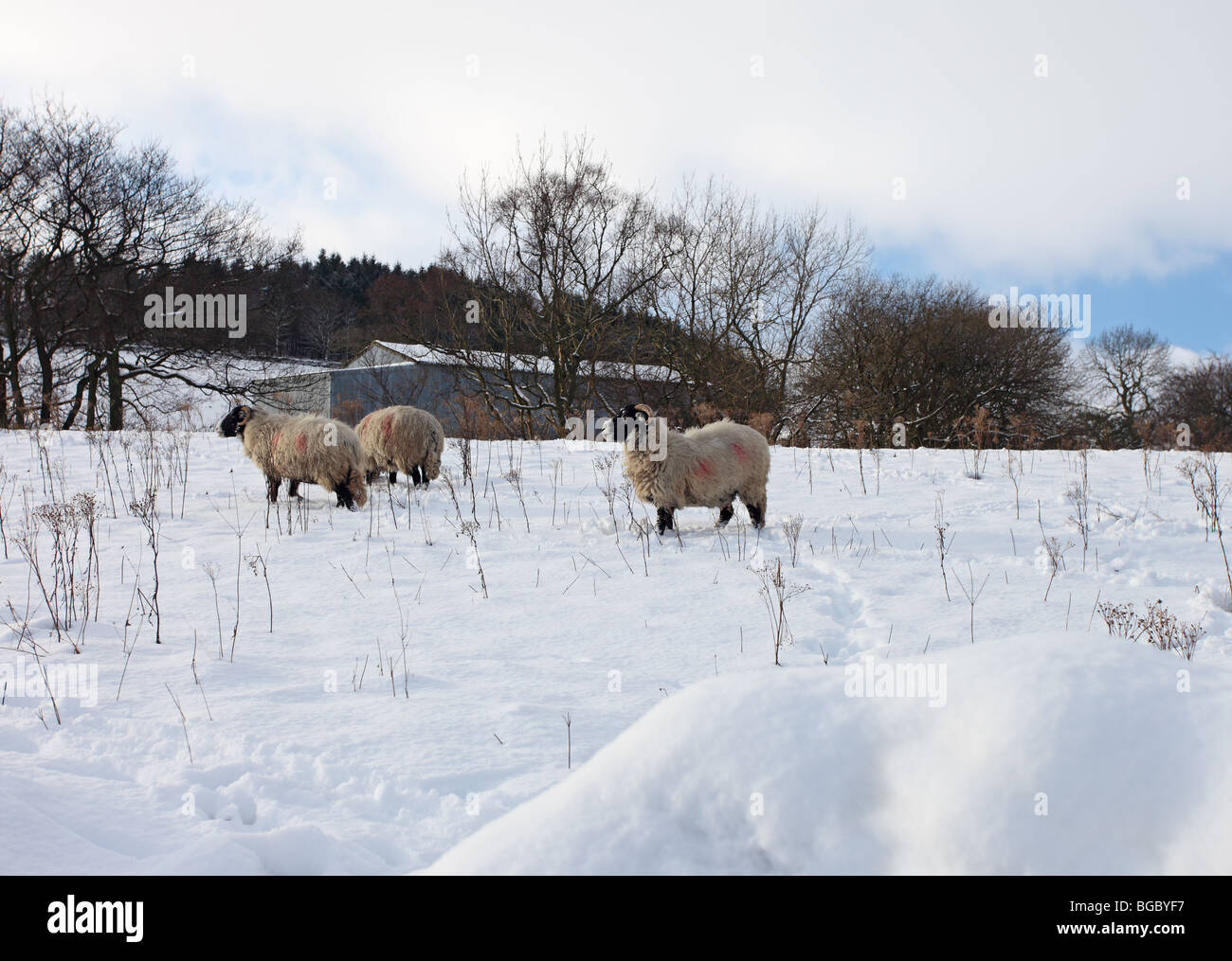 Swaledale Sheep in Snow Upper Teesdale County Durham Stock Photo