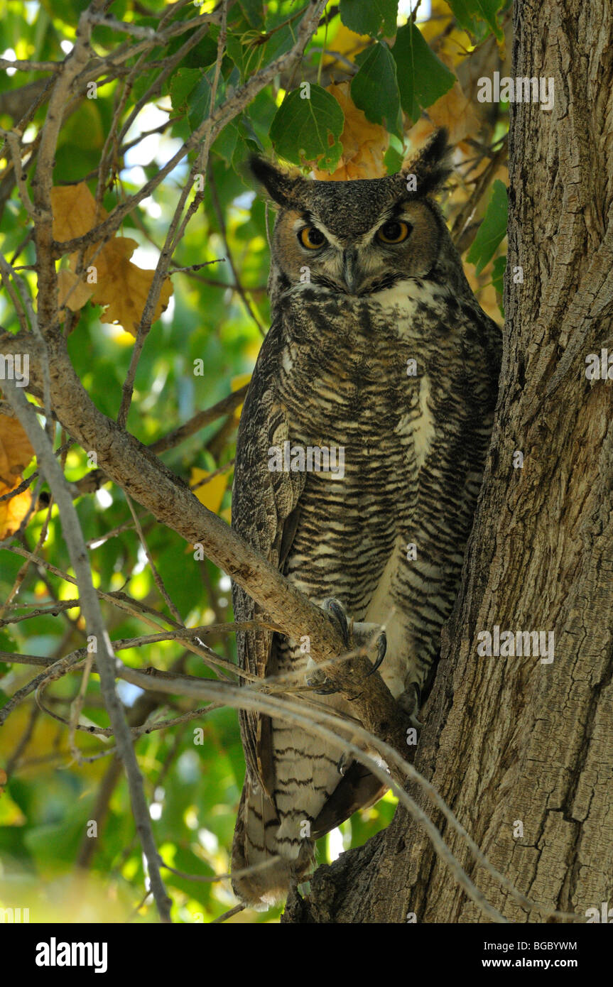 Great Horned Owl Stock Photo Alamy