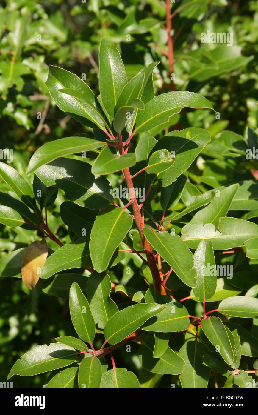 Texas Madrone leaves Stock Photo