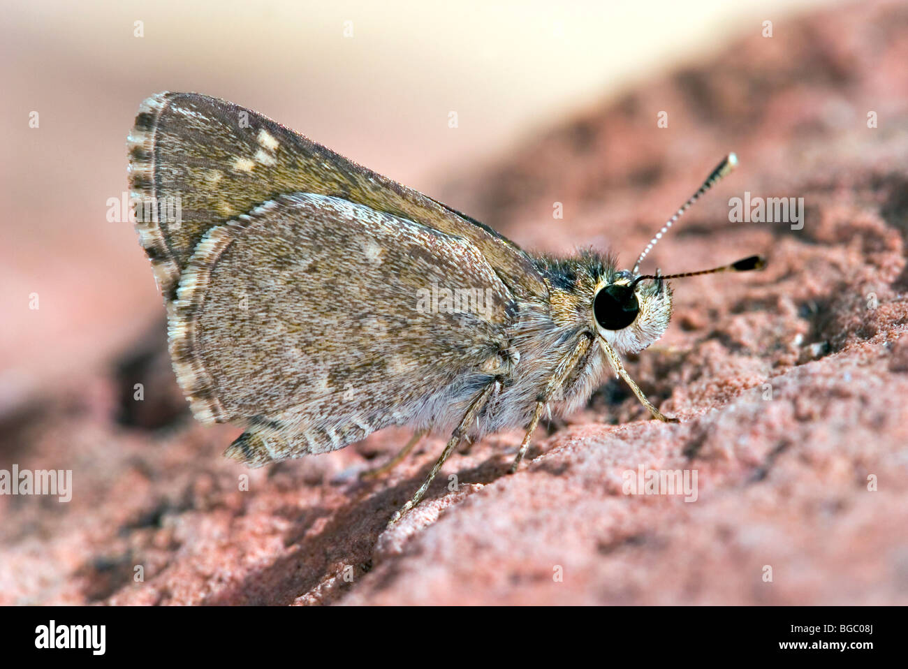 Texas RoadsideSkipper butterfly Stock Photo Alamy