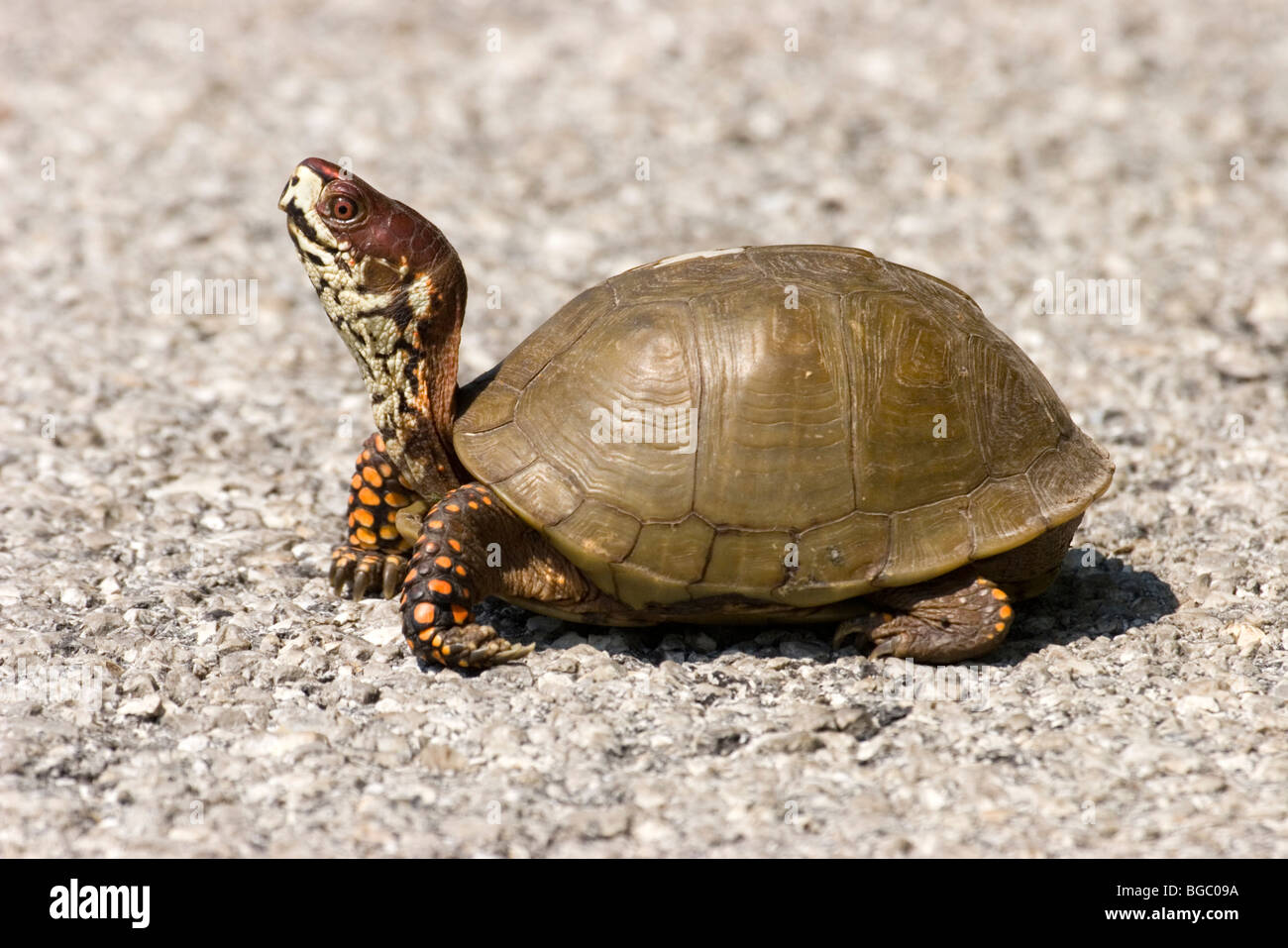 Threetoed Box Turtle Stock Photo Alamy