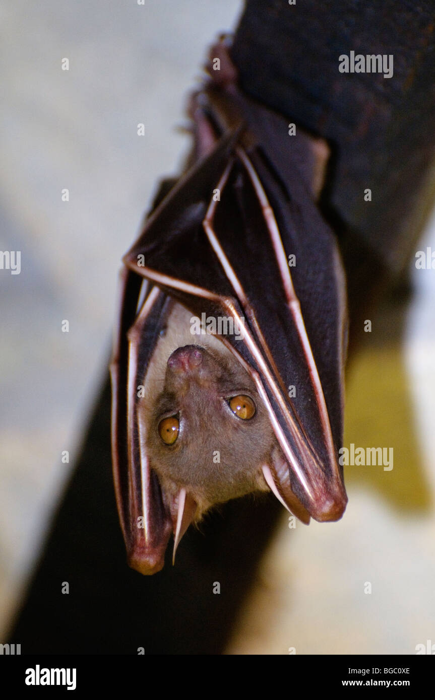 Short nosed fruit bat, Koh Samet, Thailand Stock Photo