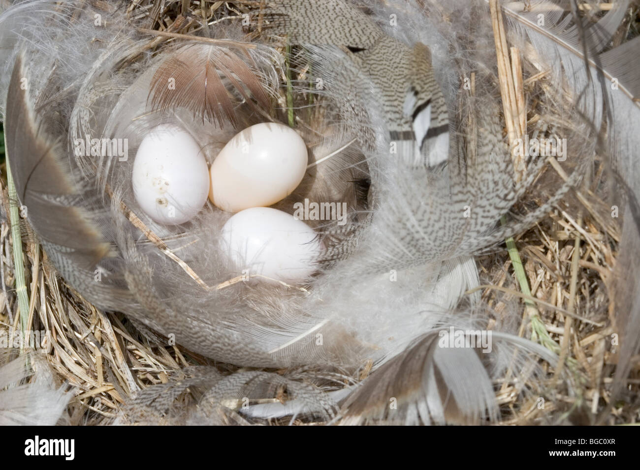 Swallow eggs hires stock photography and images Alamy