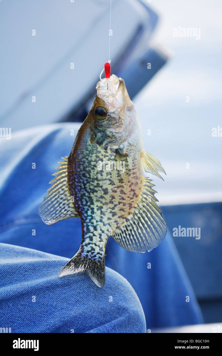 CLOSEUP WHITE CRAPPIE DANGLING FROM FISHING LINE WITH RED CRAPPIE JIG LURE  IN MOUTH BRAINERD LAKES AREA FISHING DESTINATION RESO Stock Photo - Alamy