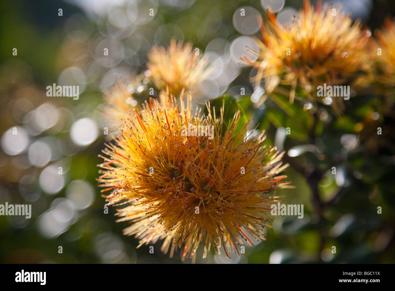 Ohia lehua blossom hi-res stock photography and images - Alamy
