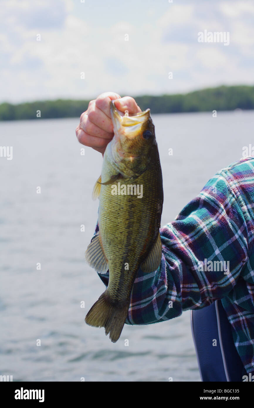 CLOSEUP OF A HAND HOLDING A CHUNKY LARGE MOUTH BASS WATER IN BACKGROUND BRAINERD LAKES AREA FISHING DESTINATION RESORT AREA PIKE Stock Photo