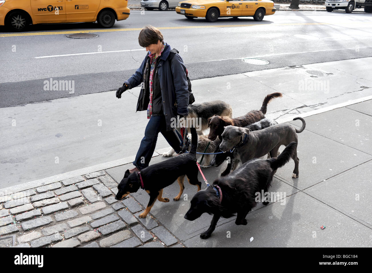 How Much Do Dog Walkers In Nyc Make