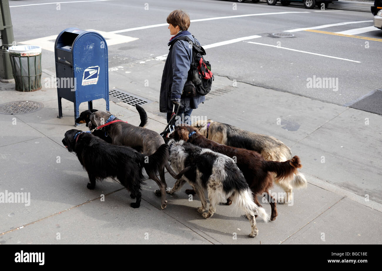 How Much Do Dog Walkers In Nyc Make