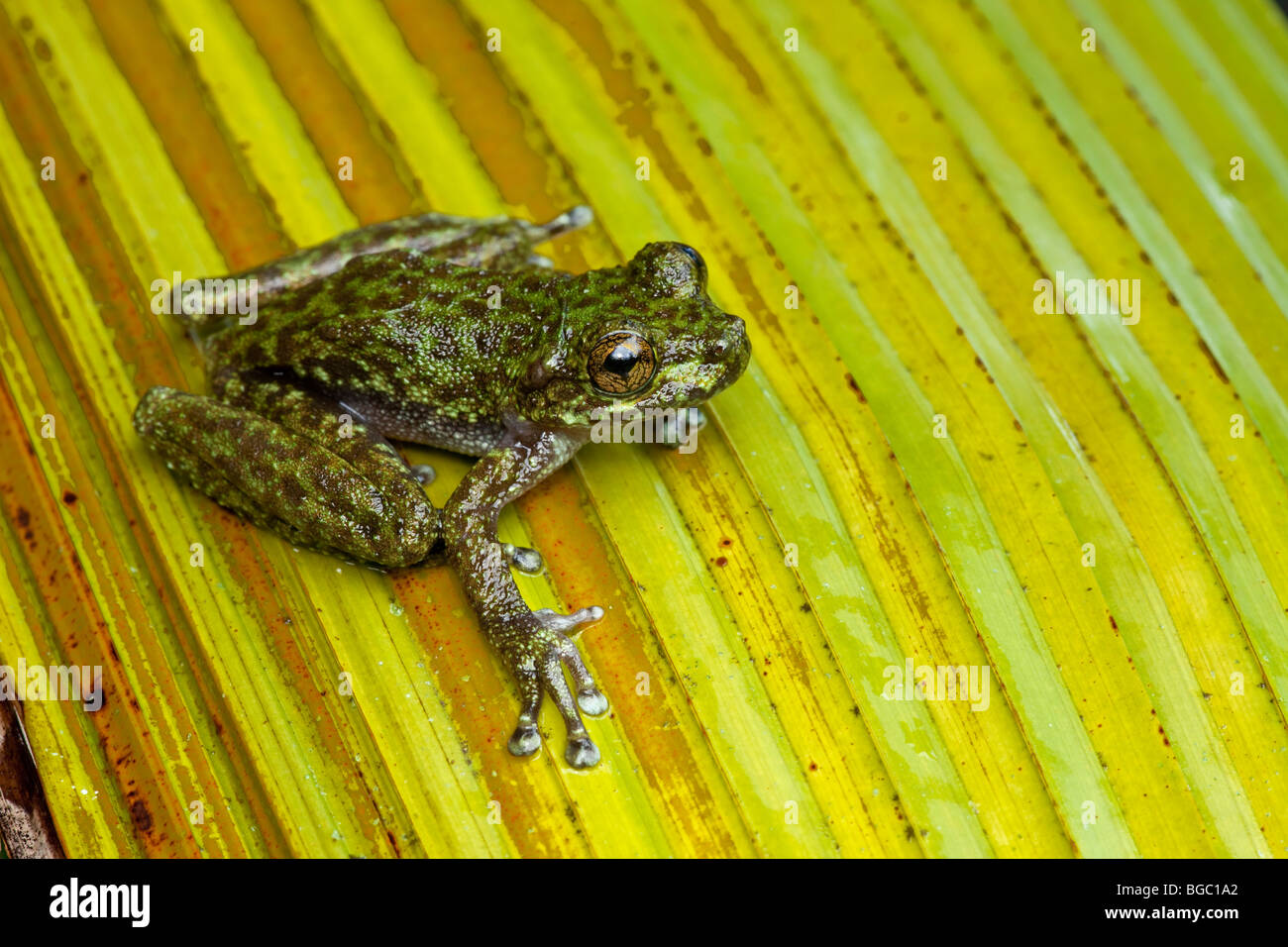 Torrent Tree Frog, or Waterfall Frog, Litoria nannotis, Josephine Falls, Queensland, Australia Stock Photo