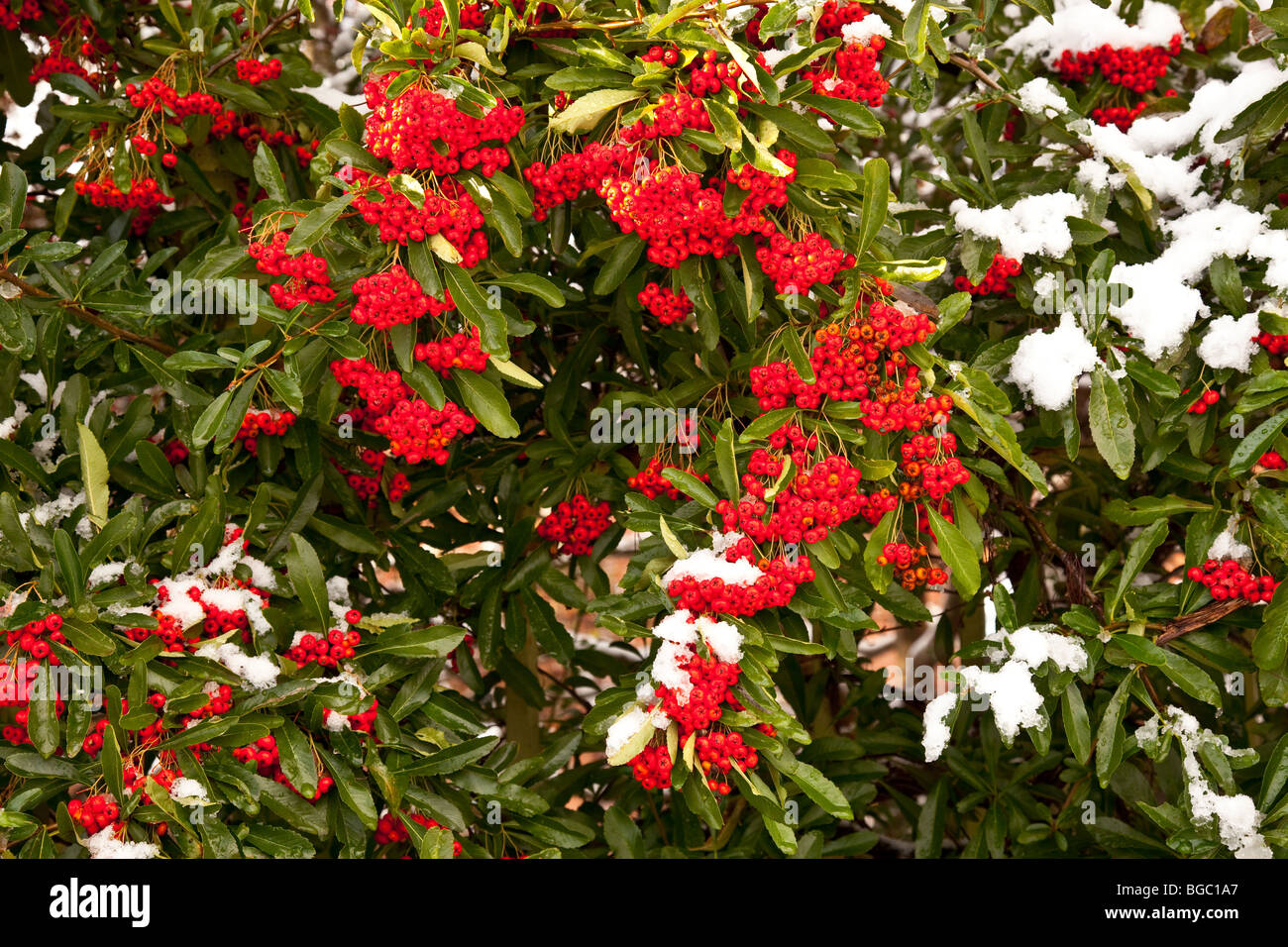 Red berries and snow on an evergreen bush at Christmas Stock Photo - Alamy