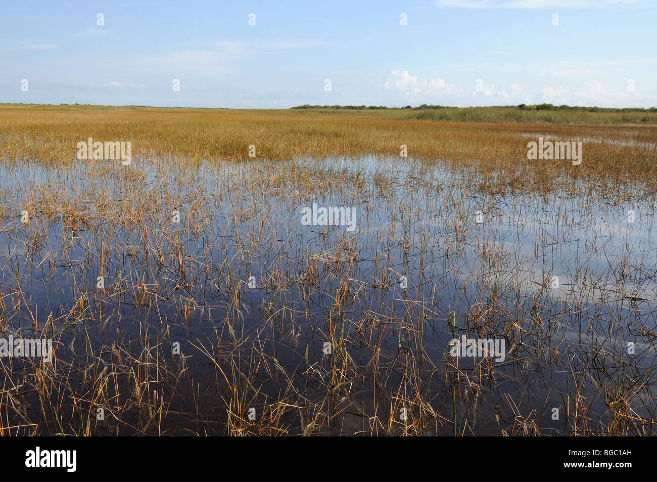 Landscape in the Everglades National Park, Florida USA Stock Photo