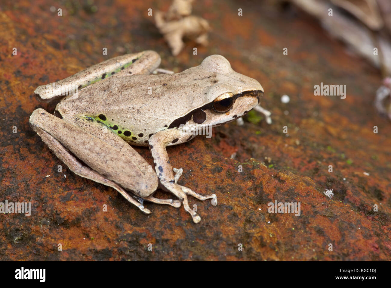 Roth's Tree Frog, Litoria rothii, Josephine Falls, Queensland