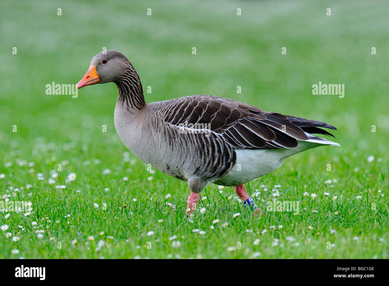 Greylag goose (Anser anser) Stock Photo